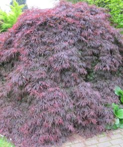 ACER palmatum &lsquo;Atropurpureum dissectum&rsquo; (Érable pourpre)