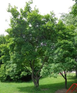 ACER ginnala (Érable du fleuve Amour)