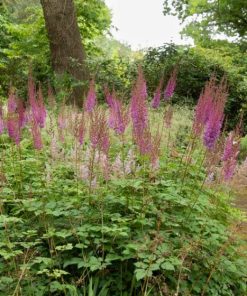 Astilbe chinensis Pumila – Astilbe de Chine