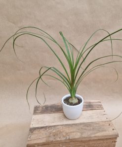 Micro Beaucarnea Recurvata