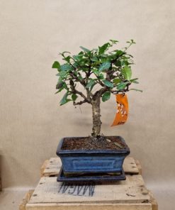 Carmona – Arbre à Thé Fukien