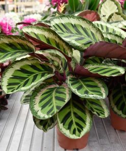 Calathea Angela