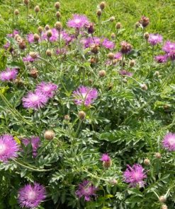 Centaurée – Centaurea