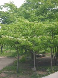 CORNUS controversa (Cornouiller en arbre)