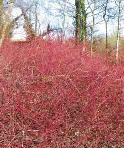 CORNUS sanguinea  (Cornouiller sanguin)