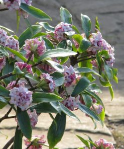 DAPHNE odora  &lsquo;Aureomarginata&rsquo;  (Daphné odorante)