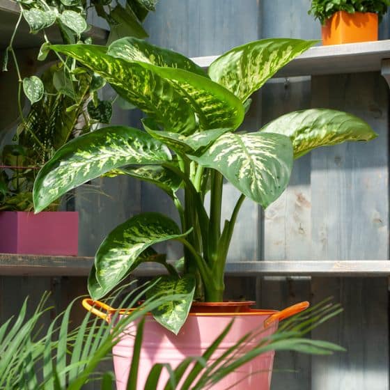 Dieffenbachia Seguine