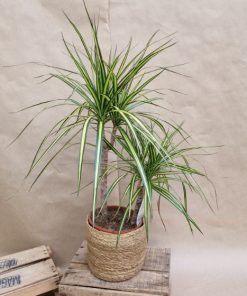 Dracaena marginata Sunray