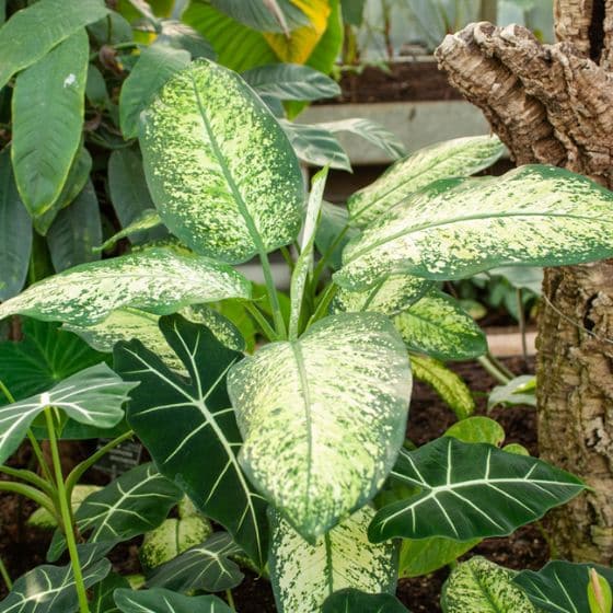 Dieffenbachia Seguine – Bild 2