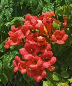 Bignone Tagliabuana Madame Galen