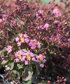 Lilas des Indes Rhapsody in Pink