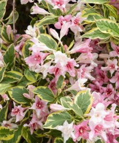 Weigelia Florida Sunny Fantaisy