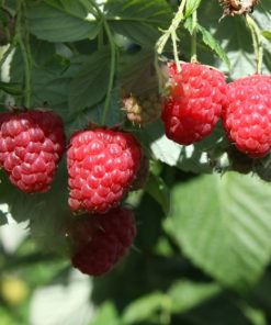 Framboisier Tula Magic – Rubus idaeus ‘Tulamagic’