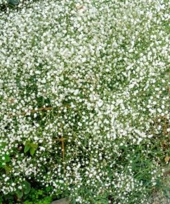 Gypsophile paniculé – Gypsophila paniculata