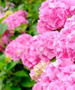 Hortensias