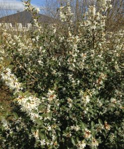 OSMANTHUS X burkwoodii