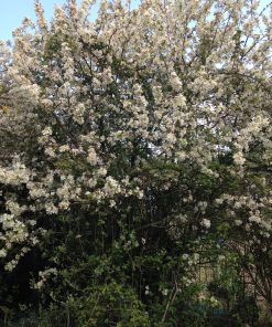 MALUS evereste &lsquo;Perpetu&rsquo; (Pommier à fleurs)