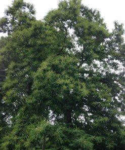 CASTANEA sativa (Chataigner)