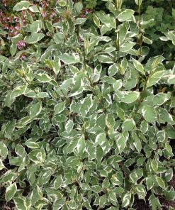 CORNUS alba  &lsquo;Elegantissima&rsquo;  (Cornouiller panaché)