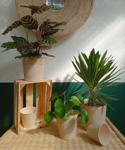 Cache Pot Impérial Lin