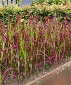 Imperata Red Baron – Impérate cylindrique