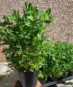 Menthe Marocaine – Plante aromatique