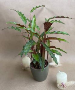 Micro Calathea Wavestar