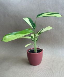 Micro Ctenanthe Lubbersiana