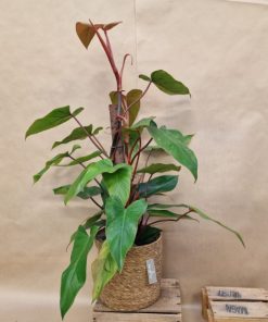 Philodendron Red Emerald
