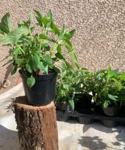 Sauge ananas – Plante aromatique