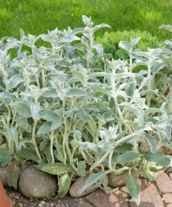 Stachys byzantina – Épiaire de Byzance