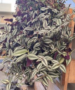 Tradescantia Zebrina suspension