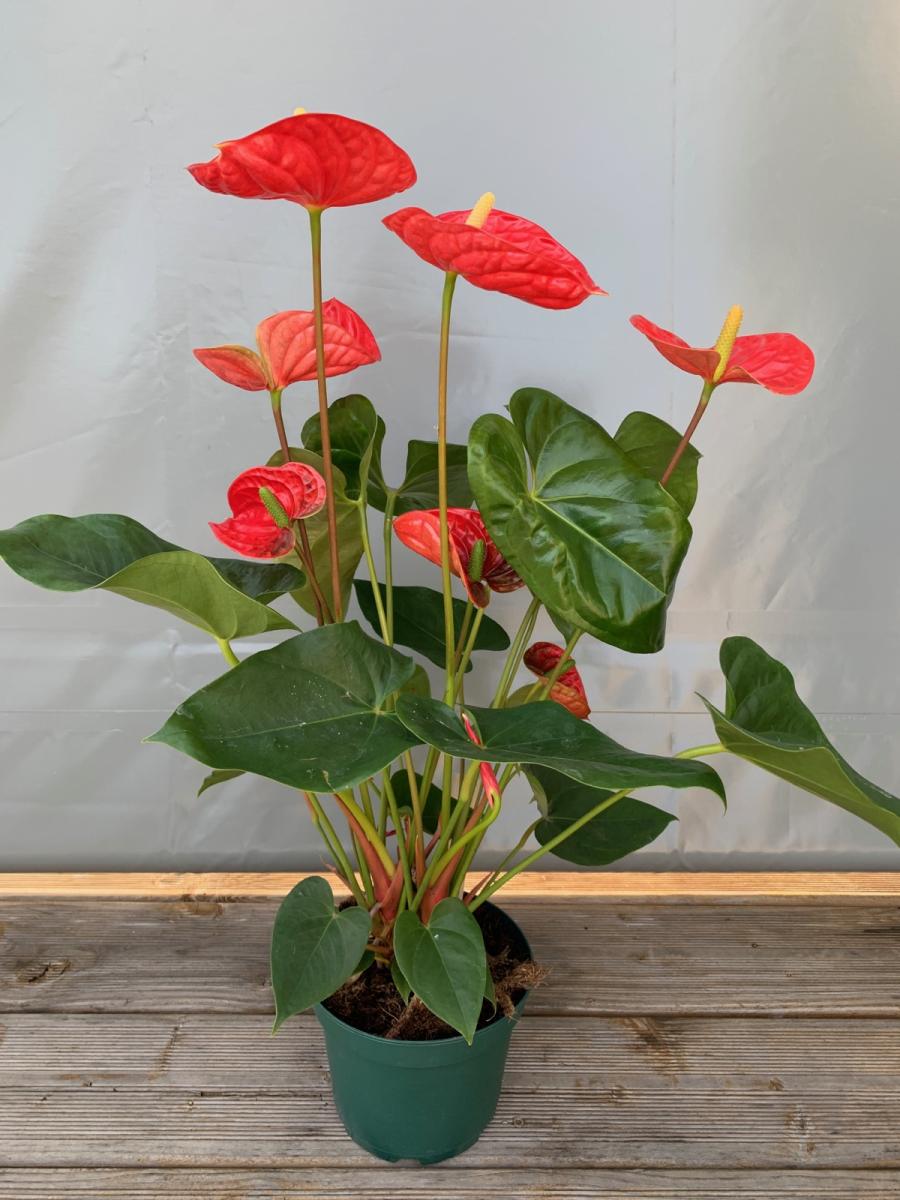 Anthurium
