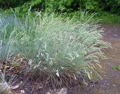 FESTUCA glauca &lsquo;Elijah blue&rsquo;