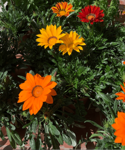 Gazania