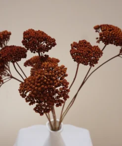 Une botte d&rsquo;Achillea Silvestre Séchée