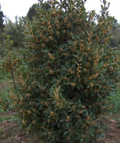 LAURUS nobilis (Laurier sauce / Laurier noble)