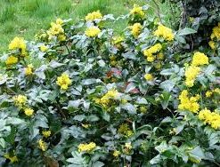 MAHONIA aquifolium