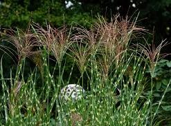 MISCANTHUS sinensis &lsquo;Zebrinus&rsquo;